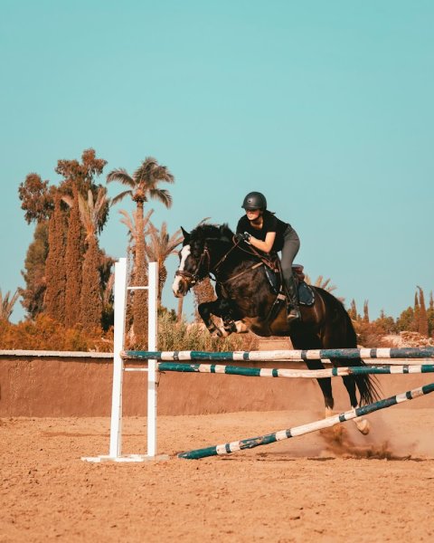 Centre équestre Cimes de l'Atlas (Poney club, balades et pension) - photo 2