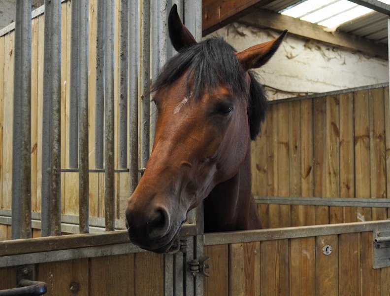 Club Hippique du Perche - photo 3