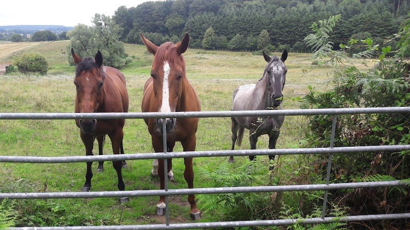 Centre Equestre Perche Réno - photo 1