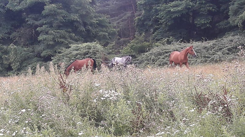 Centre Equestre Perche Réno - photo 2