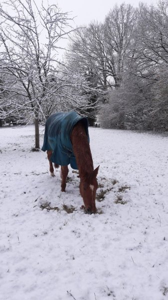Centre Equestre Perche Réno - photo 3