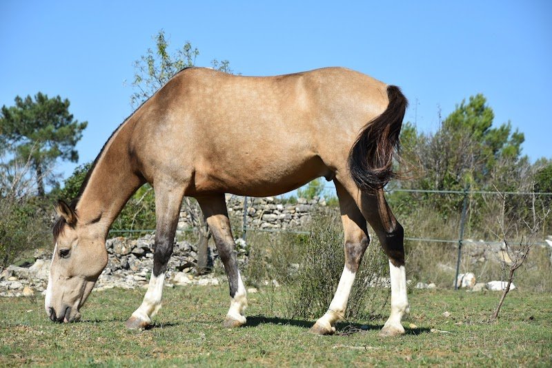 ecurie le thou - photo 2