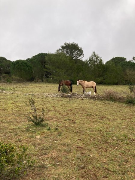 ecurie le thou - photo 3