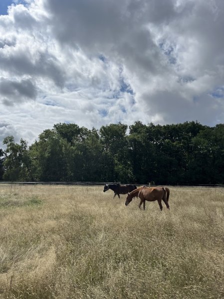 Écurie Sophie Dechoux - photo 1