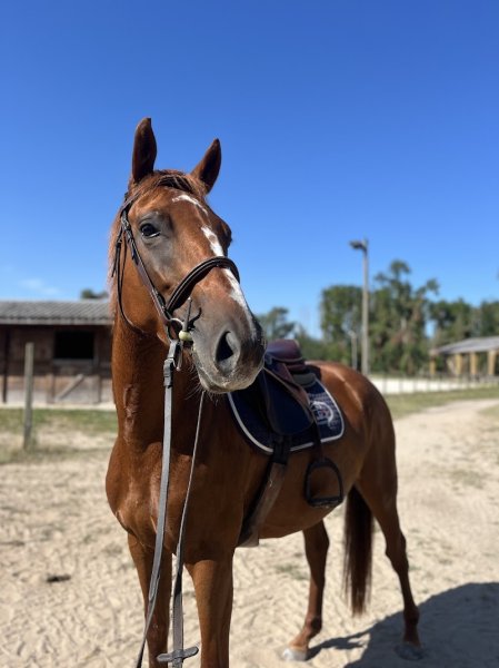 Écurie Sophie Dechoux - photo 3