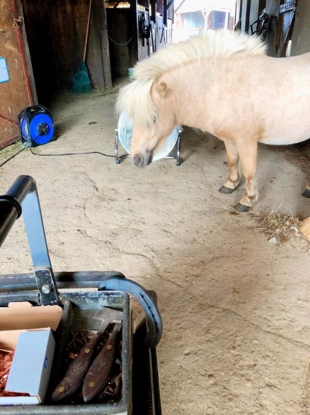 Ecurie de la Bouamerie/Ecurie de propriétaire (plus de poney club/centre équestre) - photo 2
