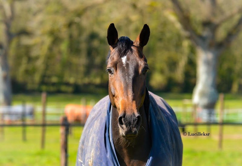Écurie et élevage Levaillant - photo 3
