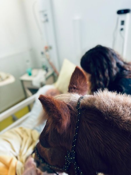 Domaine équestre Dolexia & Equitherapie - photo 2