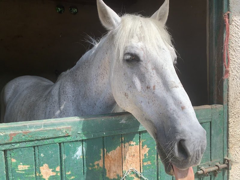 Centre Equestre des Vieilles Ventes