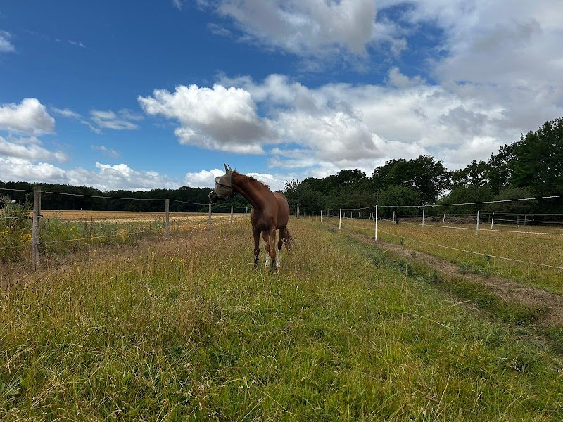 Ecurie Equi'libre - photo 1
