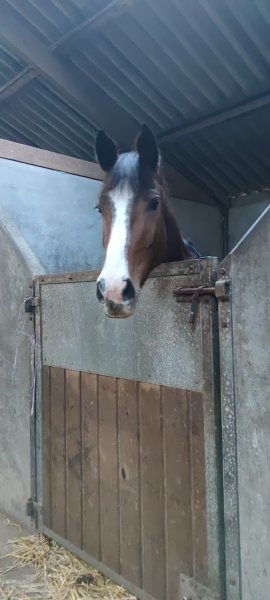 Ecurie Equi'libre - photo 3