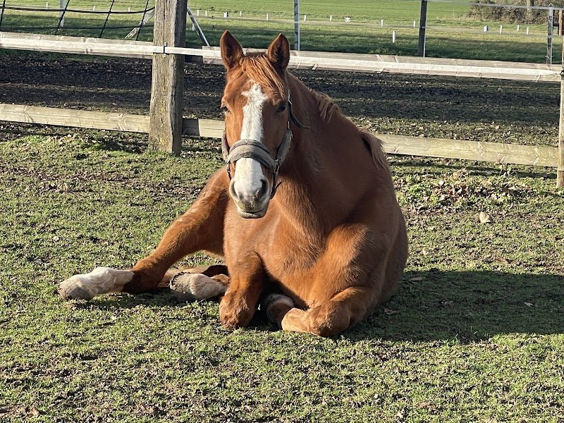 Ecuries de la Coudrelle - photo 2