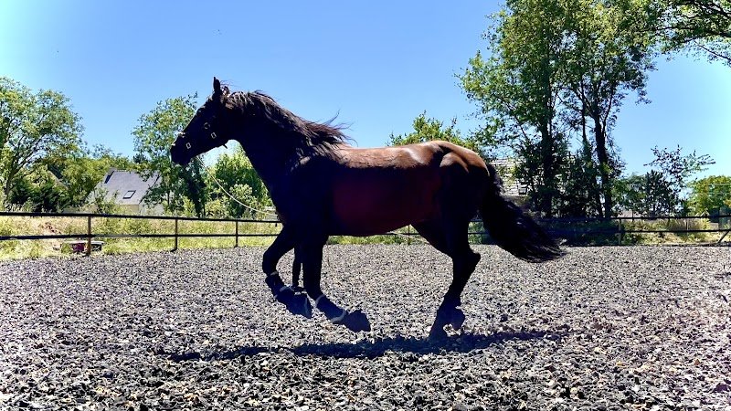 Les Écuries de Damaline - photo 1