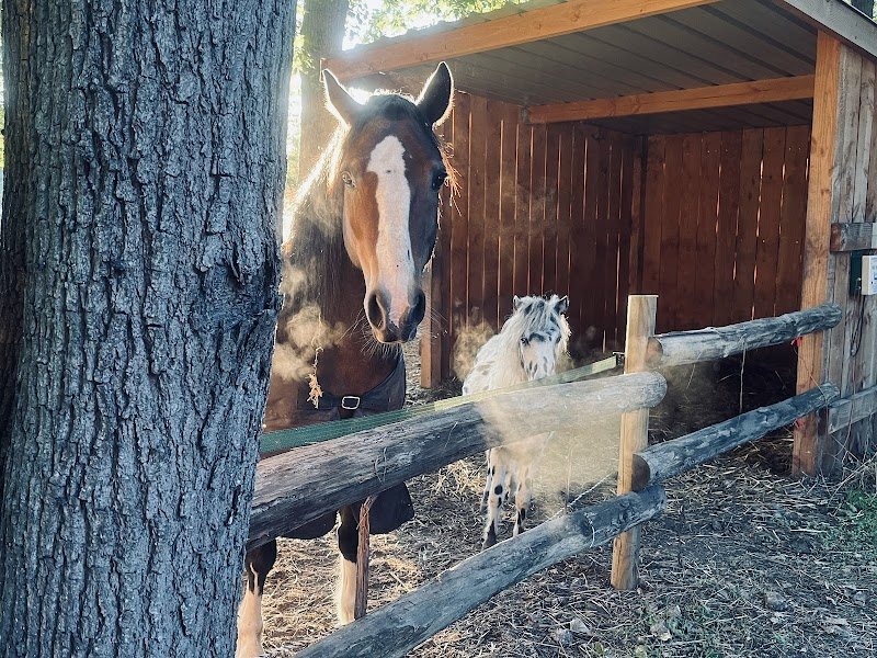 Les Écuries de Damaline - photo 2