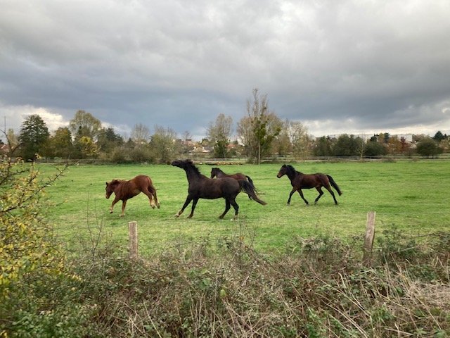 Pension Chevaux Beatrix - photo 1