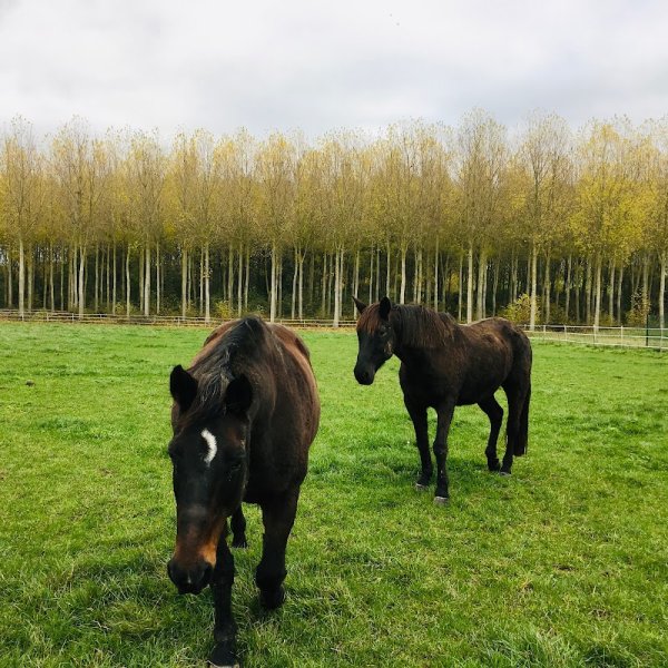 Pension Chevaux Beatrix - photo 2