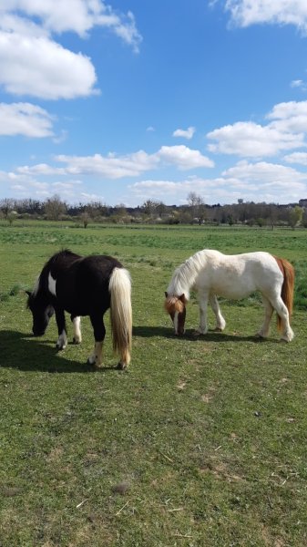 Buffalo Ranch : Equitation western et randonnées équestres - photo 3