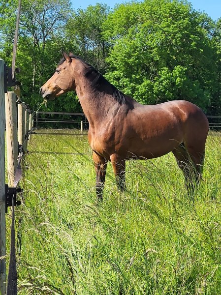 Haras Dell'Alba - photo 2