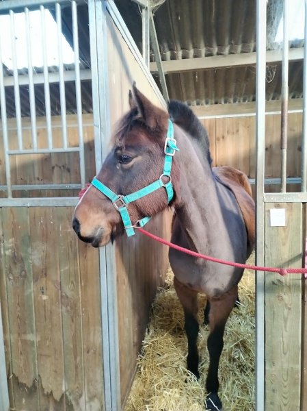 Centre Équestre Dunois - photo 1