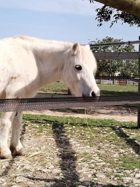 Centre Équestre Dunois - photo 2