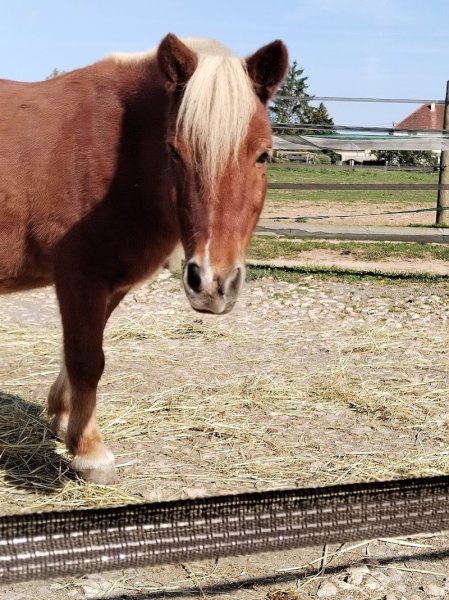 Centre Équestre Dunois - photo 3