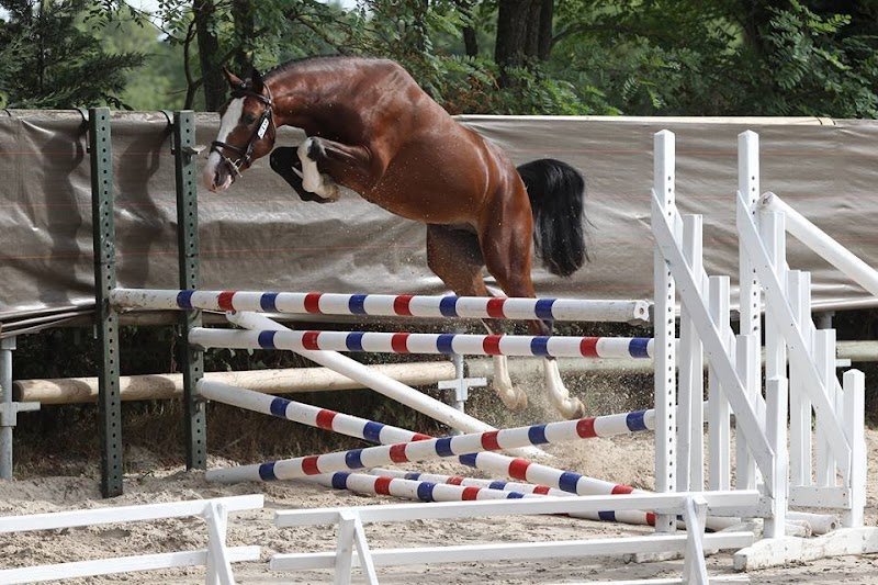 Haras des Lyres - photo 1