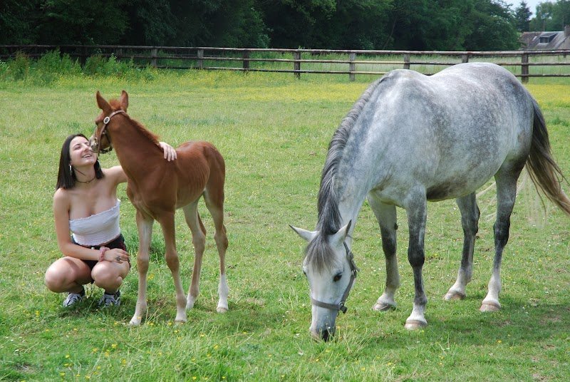 Haras des Lyres - photo 2