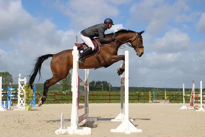 Haras Des Myosotis - Pension chevaux - photo 3