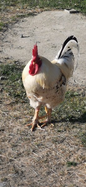 Poney Club des Cormiers - photo 2