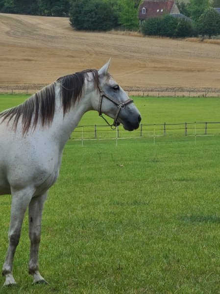 Les écuries Thalie - photo 1