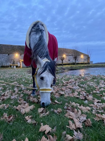 Les ecuries du Chesne Château - photo 2