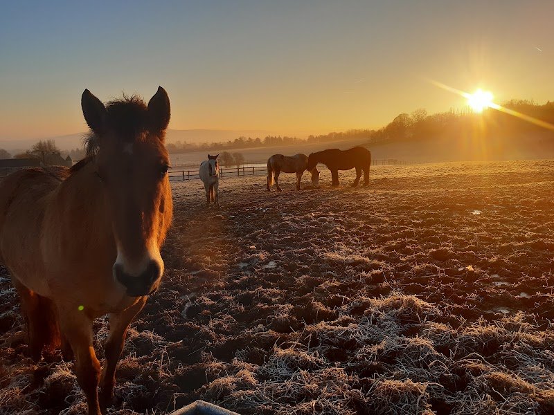 Ecurie de la Vignette - photo 3