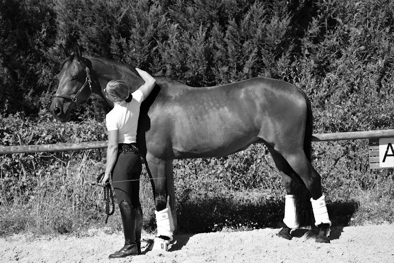 Haras de Lauture - photo 3