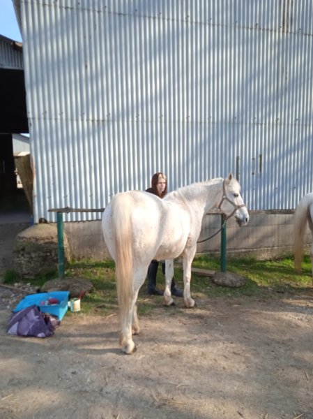 Poney-Club des Crins Fleuris - photo 3
