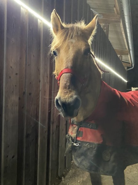 Poney Et Compagnie - photo 1