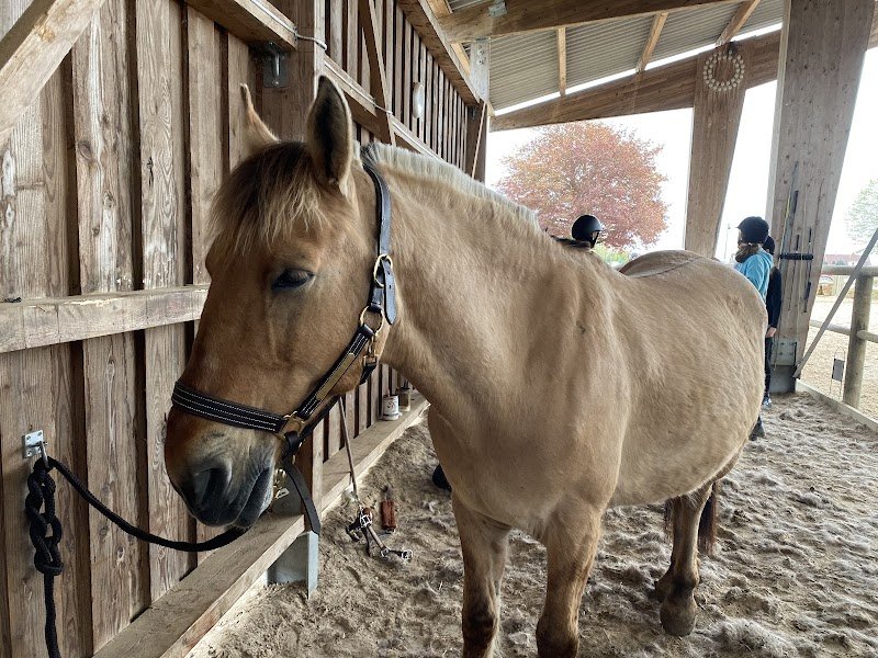 Poney Et Compagnie - photo 2