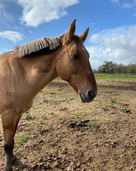Poney Et Compagnie - photo 3