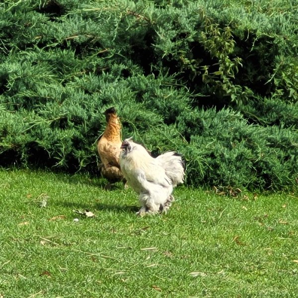 Ferme Equestre de Montecot - photo 1