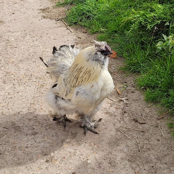 Ferme Equestre de Montecot - photo 3