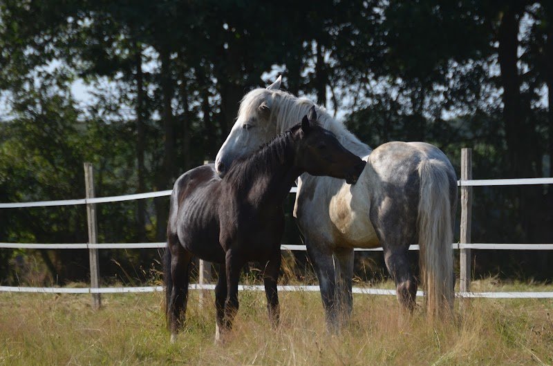 Les écuries de Drakkar