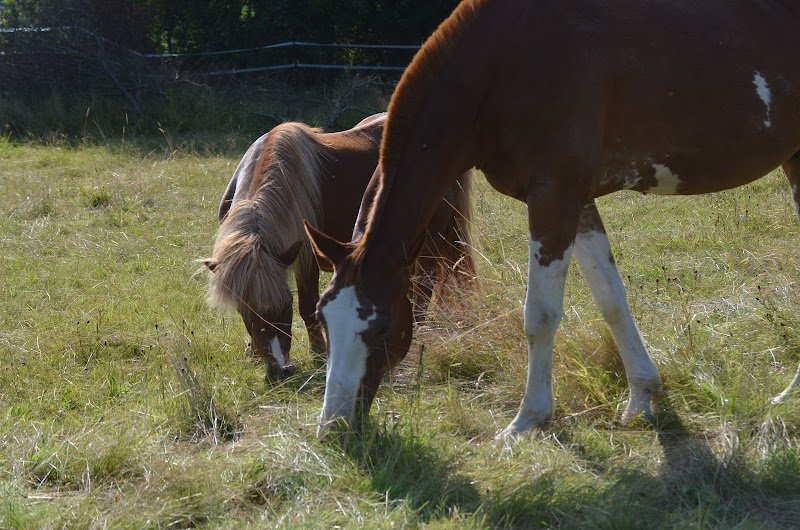 Les écuries de Drakkar - photo 2