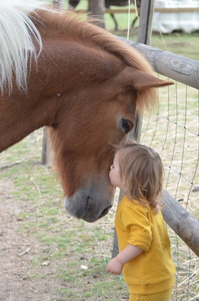 Les écuries de Drakkar - photo 3
