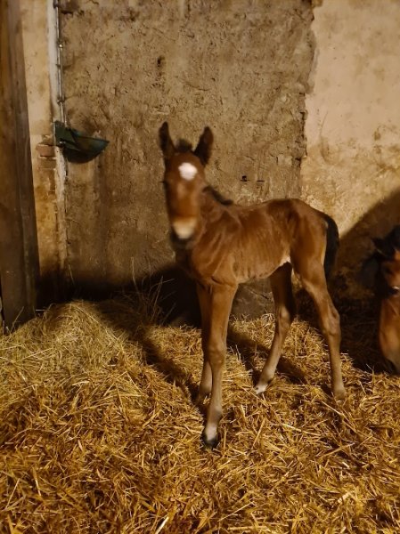 Ecurie Aurelien Ghennam - photo 3