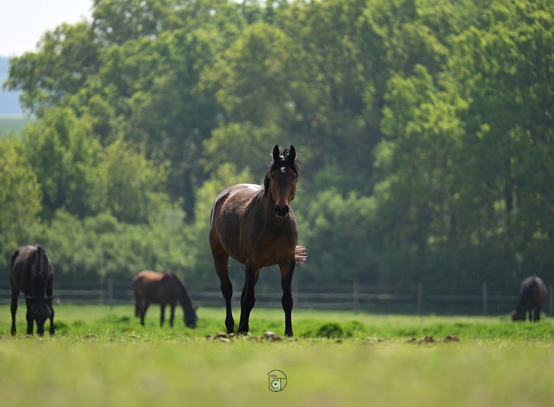 Écurie fanfan - photo 2
