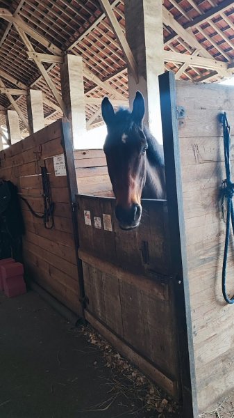 Écurie de la Tour - photo 3