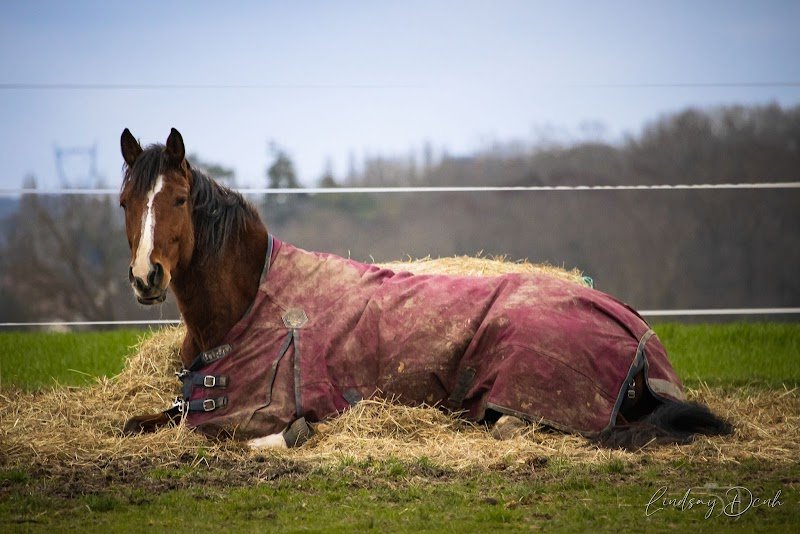 Hopps Family Stables - Les Ecuries du Marais - photo 1