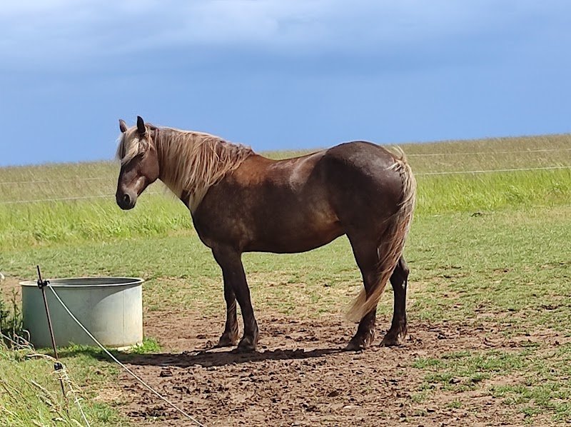 Écuries de guillerval - photo 2
