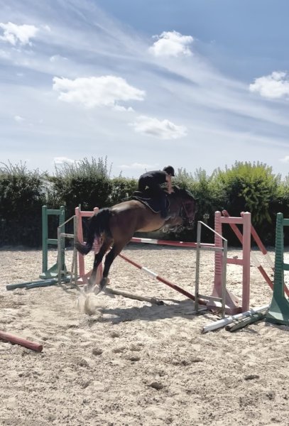 Les écuries du pommelé - photo 3