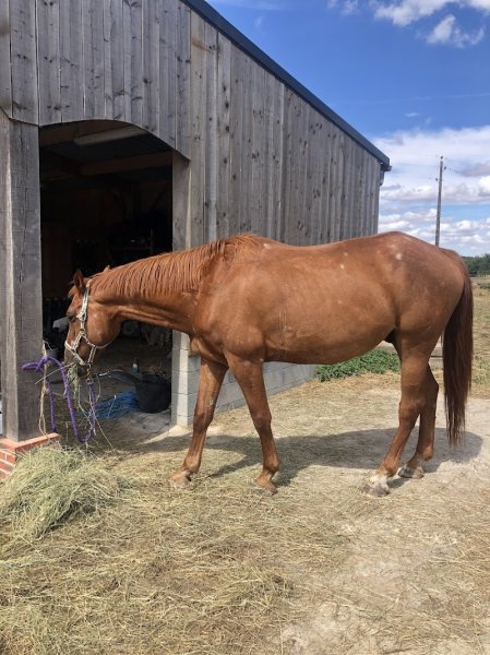 les écuries de la livarderie - photo 2