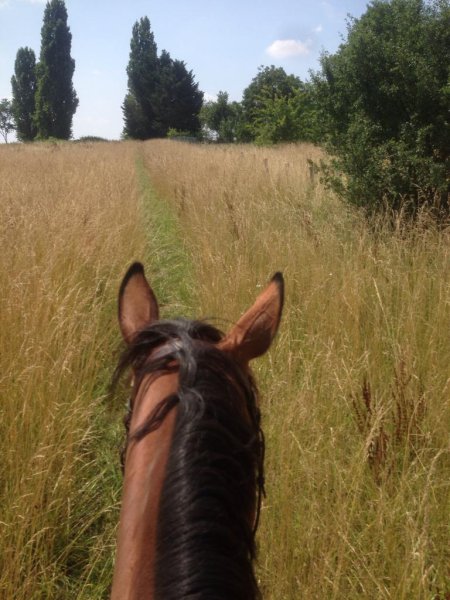 Ecurie etienne dusart